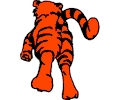 Tiger Running Away
