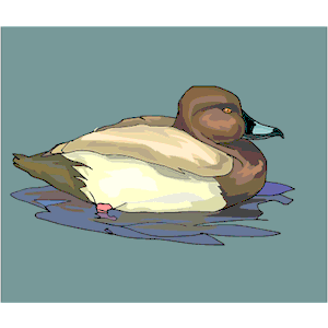 Duck 27