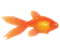 Low Poly Goldfish