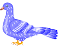 Pigeon 05
