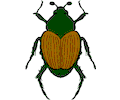 Beetle 07