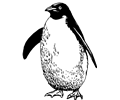 Penguin 3