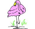 Flamingo 06