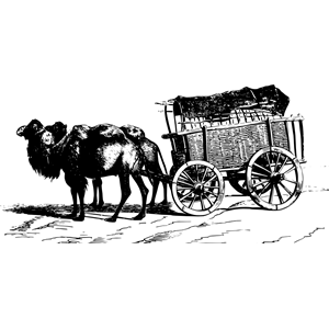 Camel-drawn wagon