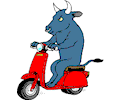 Bull on Scooter