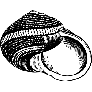 Sea shell 25