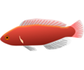 Aquarium fish - Cirrhilabrus jordani