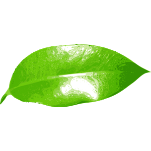 ficus leaf