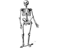 Skeleton 3