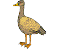 Duck 35