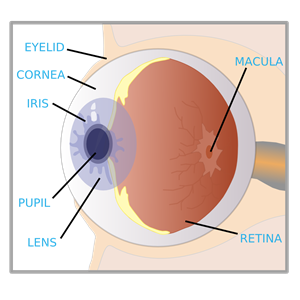 eye with labels