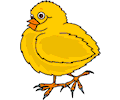 Chick 04