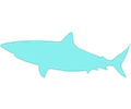 Shark 5