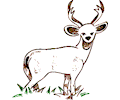 Deer 35