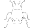 Beetle 02