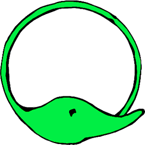 Circle Dolphin