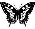 Butterfly 13