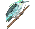 Kingfisher 09