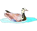 Duck 63