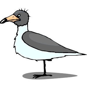 Seagull Grumpy