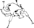 Beetle 03
