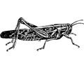 locust