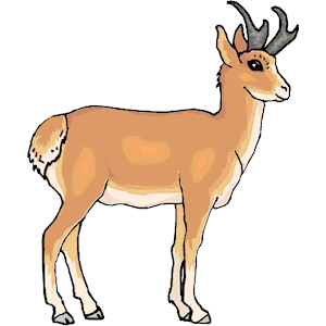Antelope Pronghor