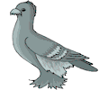 Pigeon 14