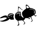 Bug 05