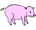 Pig 12