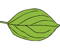 oval leaf 2
