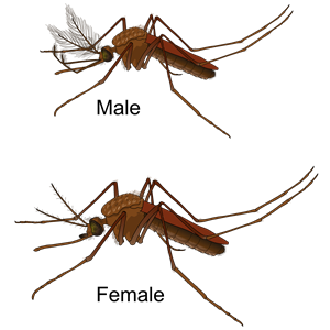Aedes Mosquito Male and Female