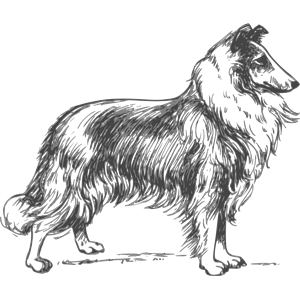 collie grayscale