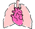 Heart Lungs
