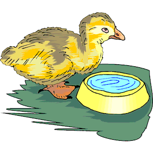 Duckling 4