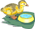 Duckling 4
