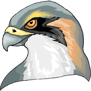 Hawk 6