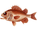 Cardinal soldierfish
