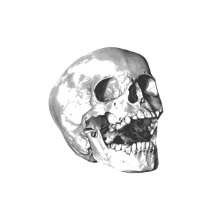 Calavera - skull