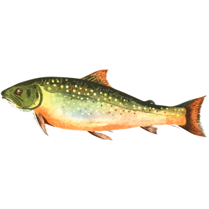 American brook trout