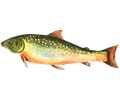 American brook trout