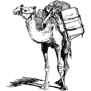 Laden camel