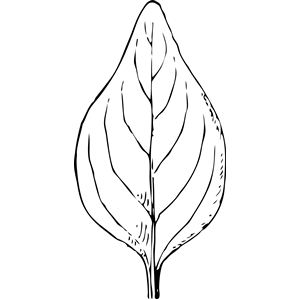 Periwinkle Leaf