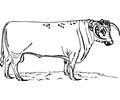 Long-horned dishley bull