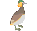 Duck 17