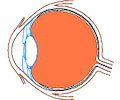 Eye - Inner 2