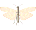 Flying Insect 16