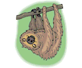 Sloth 5