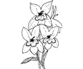 Calico flower