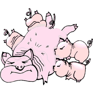 Pig Feeding Piglets